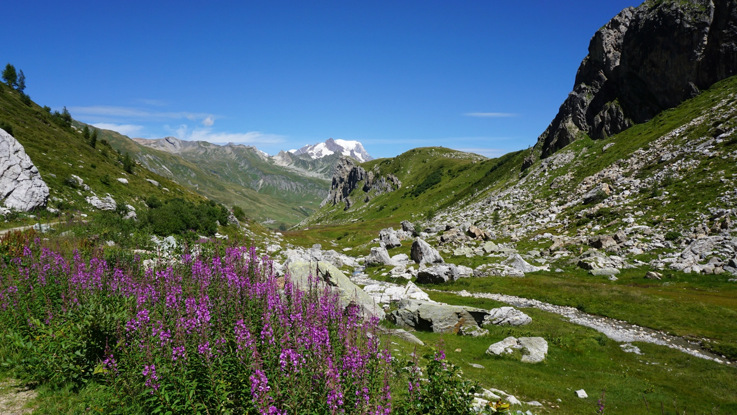 Le Mont Blanc dans les Alpes françaises derrière des fleurs de montagne