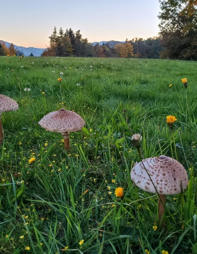 champignons sauvages dans un champ face à la montagne