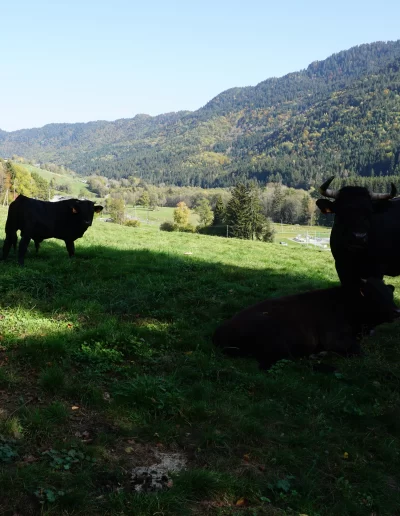Des vaches noires, habitantes du village